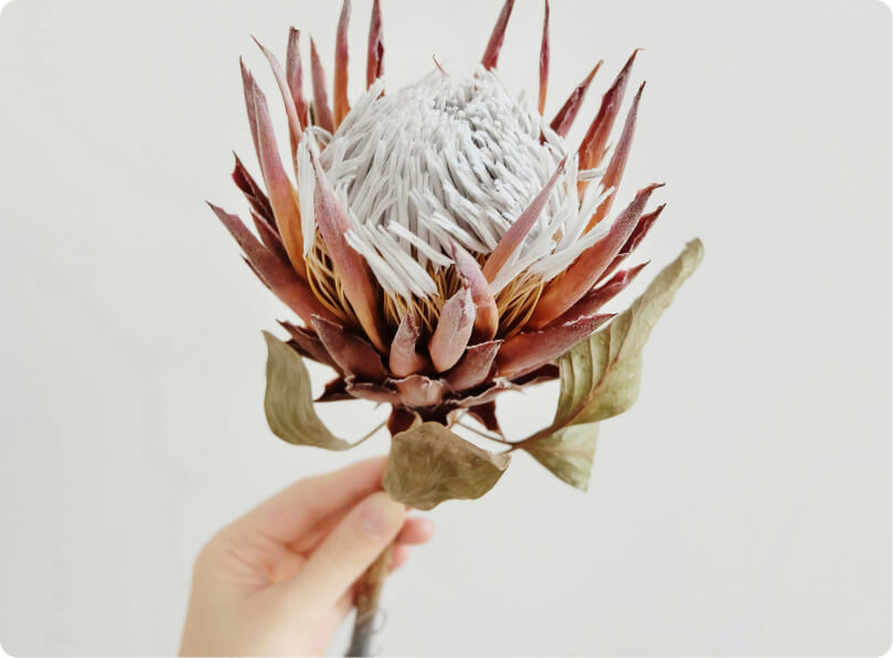 Protea bracts close-up